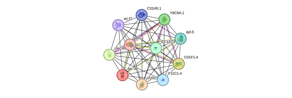 STRING protein interaction network