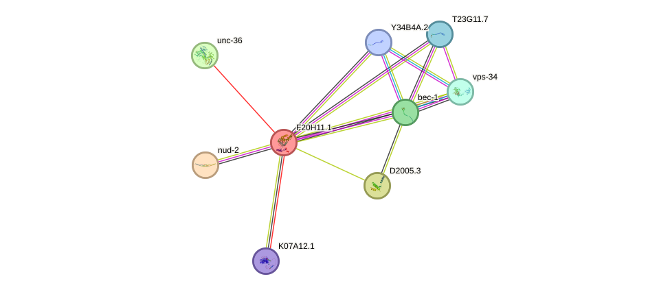 STRING protein interaction network