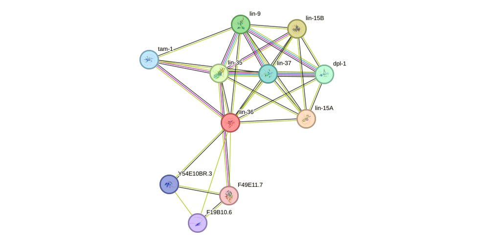 STRING protein interaction network