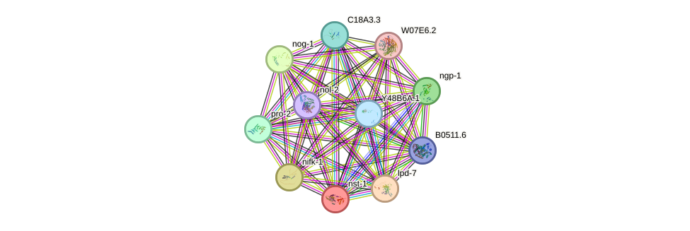 STRING protein interaction network