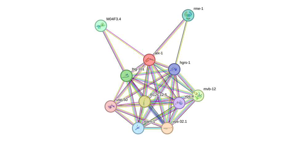 STRING protein interaction network