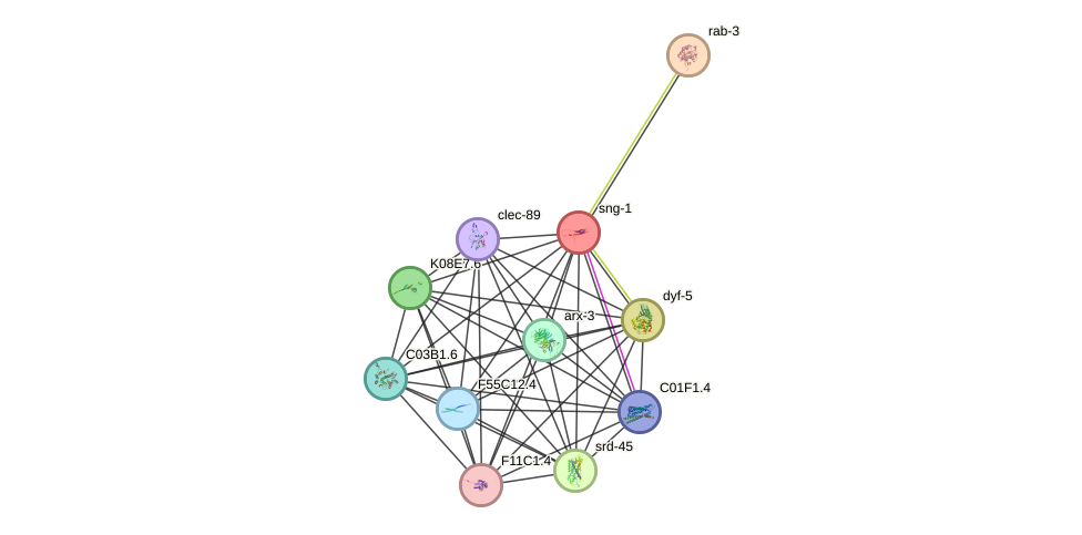 STRING protein interaction network