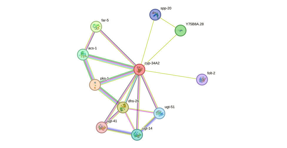 STRING protein interaction network