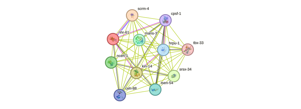 STRING protein interaction network