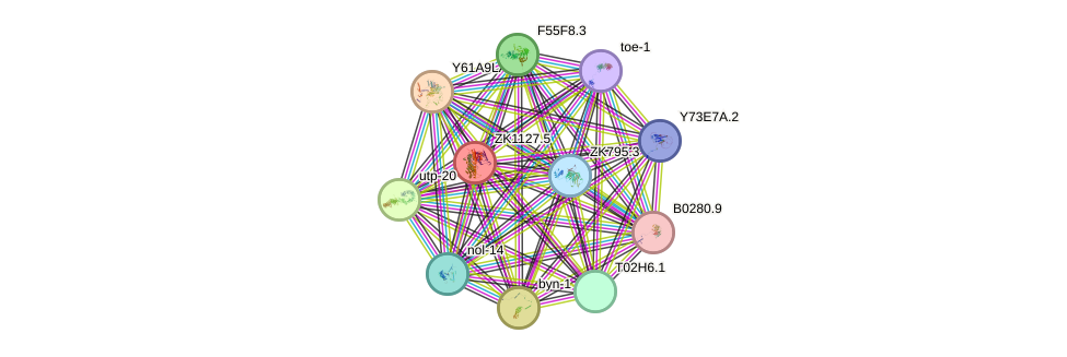 STRING protein interaction network