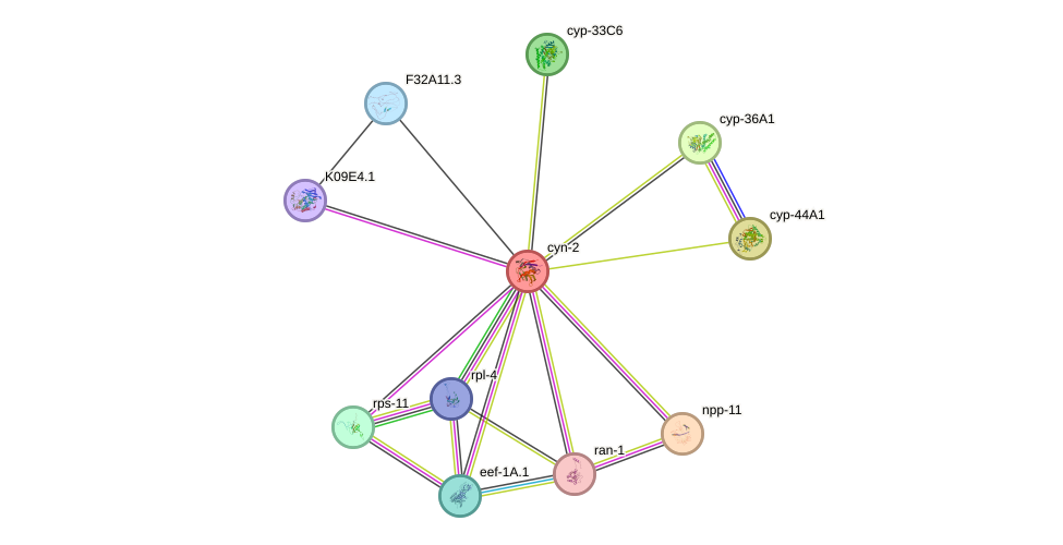 STRING protein interaction network