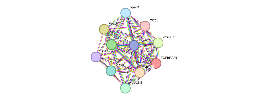 STRING protein interaction network