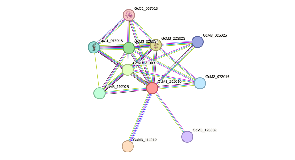 STRING protein interaction network