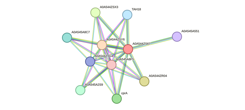 STRING protein interaction network