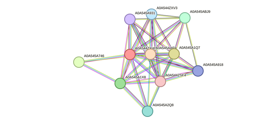 STRING protein interaction network