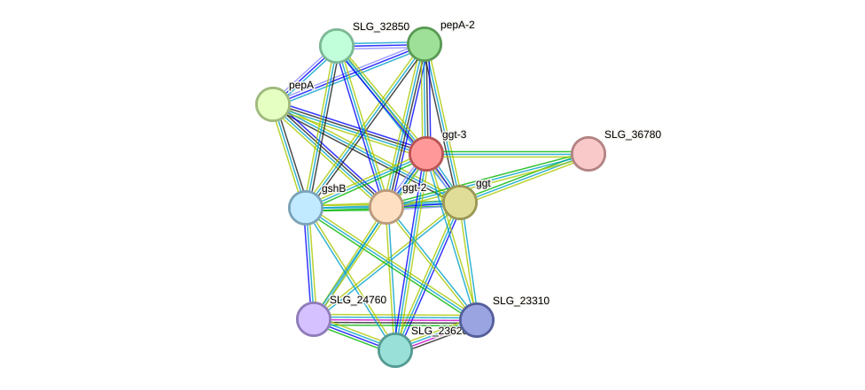 STRING protein interaction network