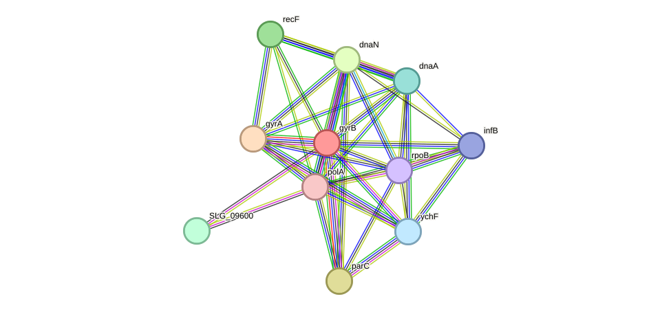 STRING protein interaction network