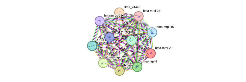 STRING protein interaction network