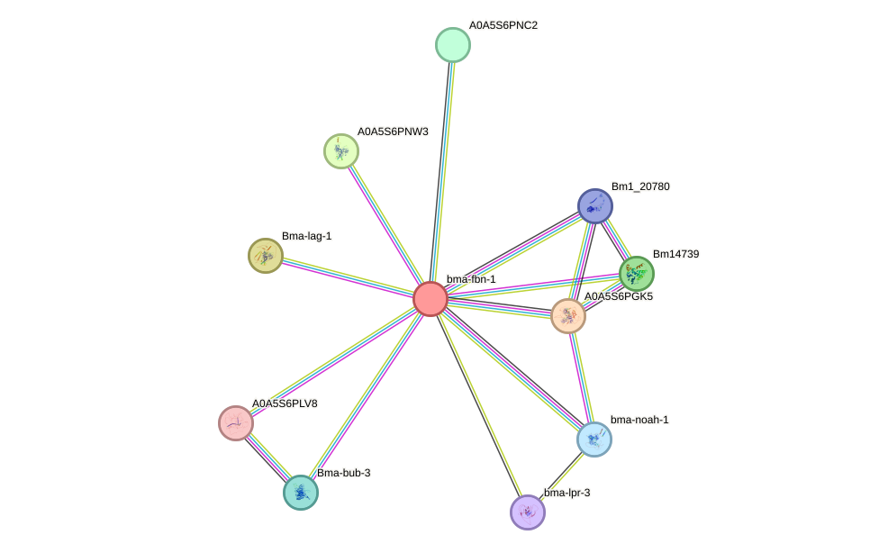 STRING protein interaction network