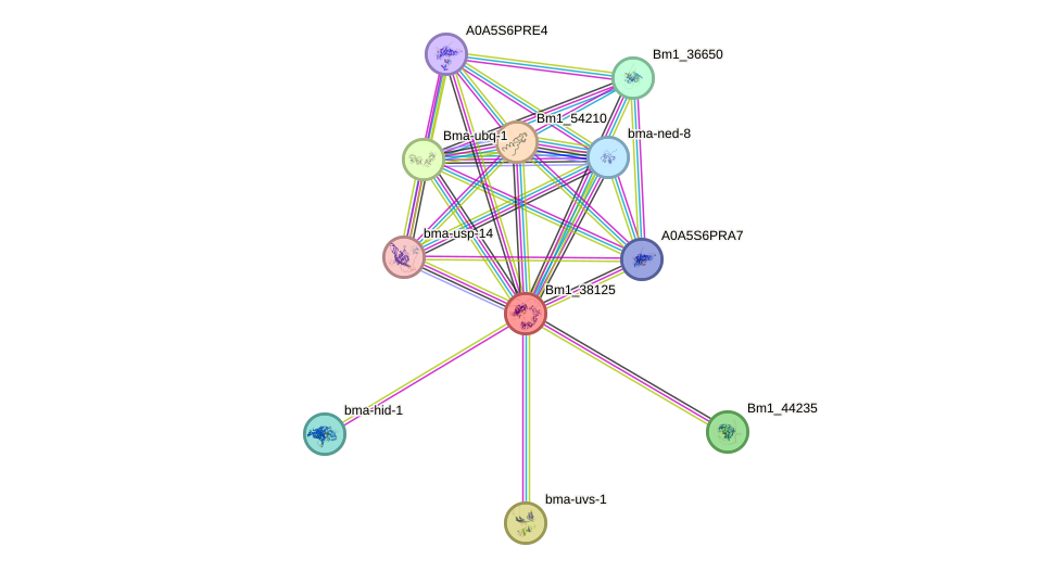 STRING protein interaction network