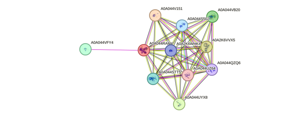STRING protein interaction network