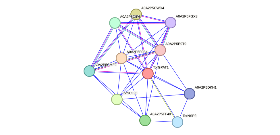 STRING protein interaction network