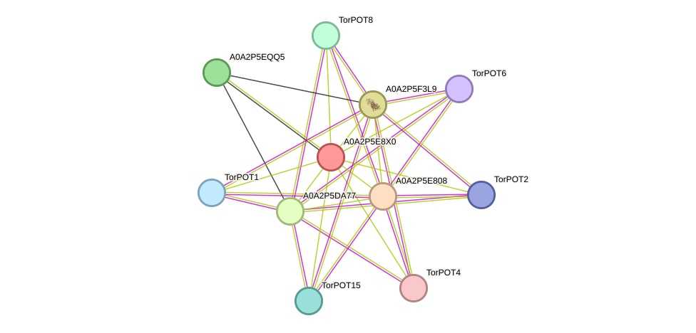 STRING protein interaction network