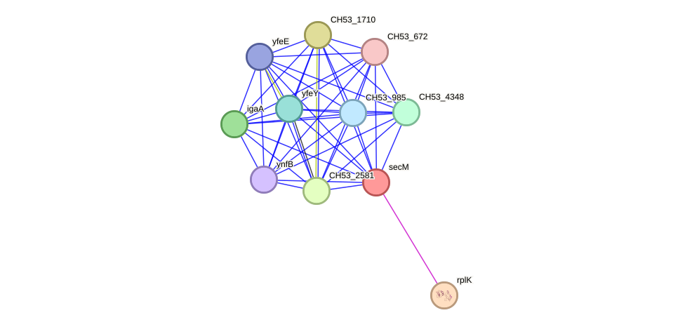 STRING protein interaction network