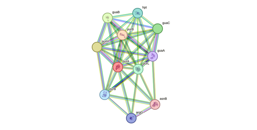 STRING protein interaction network
