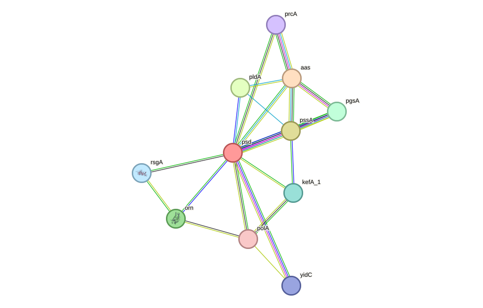 STRING protein interaction network