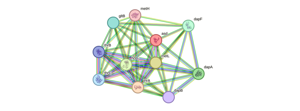 STRING protein interaction network