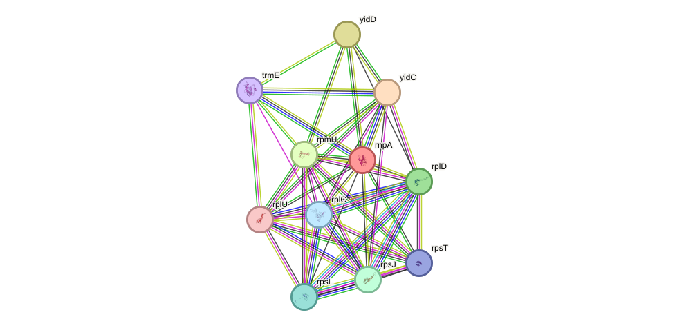 STRING protein interaction network