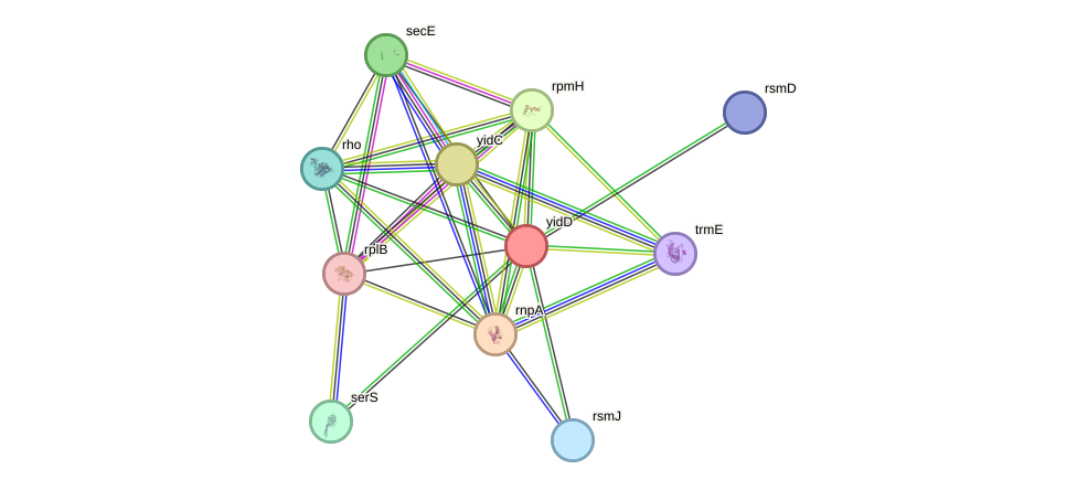 STRING protein interaction network