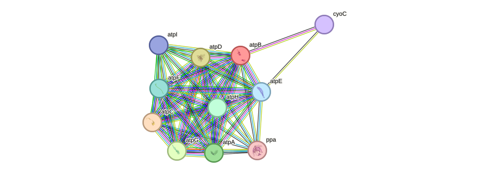 STRING protein interaction network