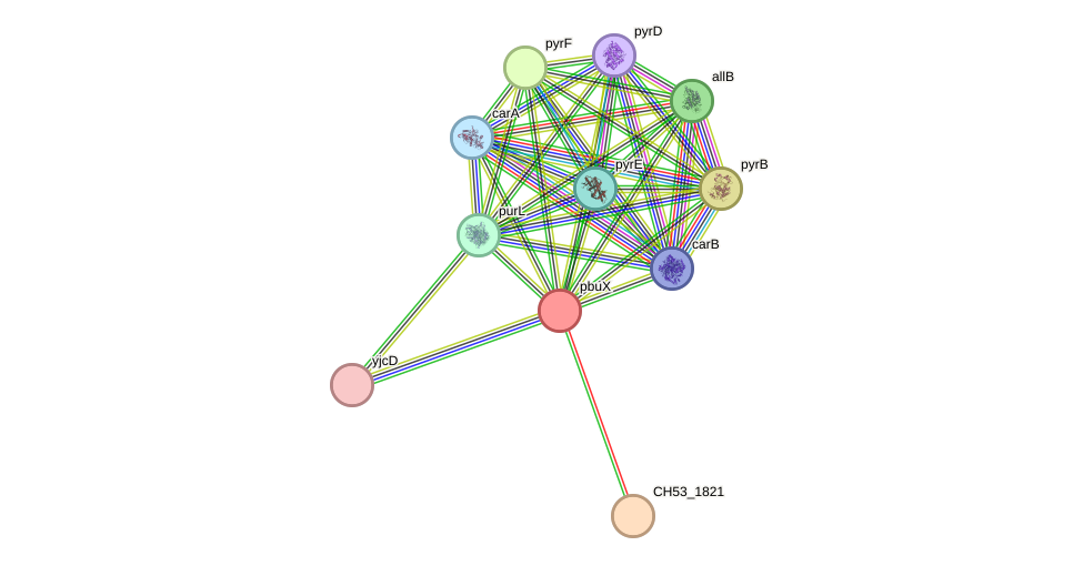 STRING protein interaction network