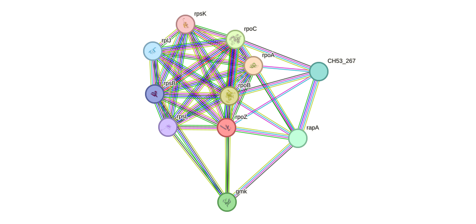 STRING protein interaction network