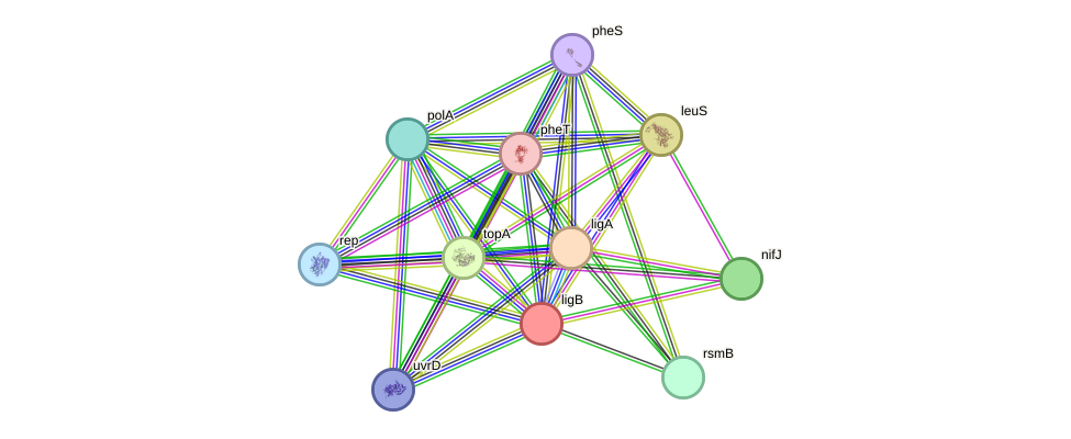 STRING protein interaction network