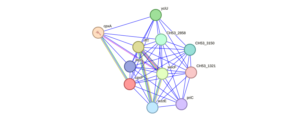 STRING protein interaction network