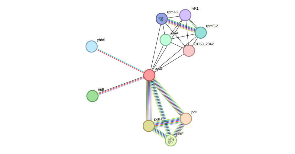 STRING protein interaction network
