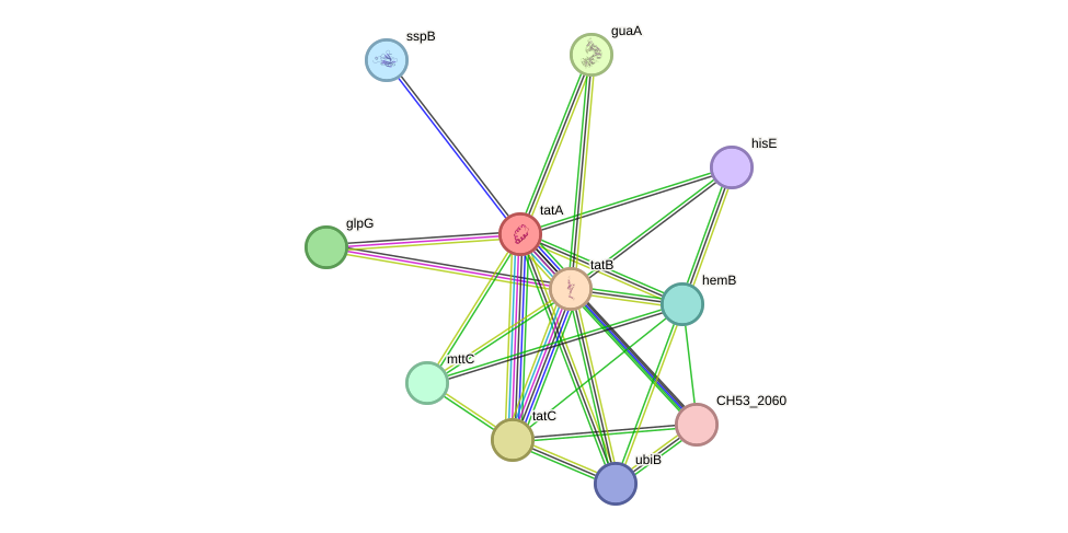STRING protein interaction network