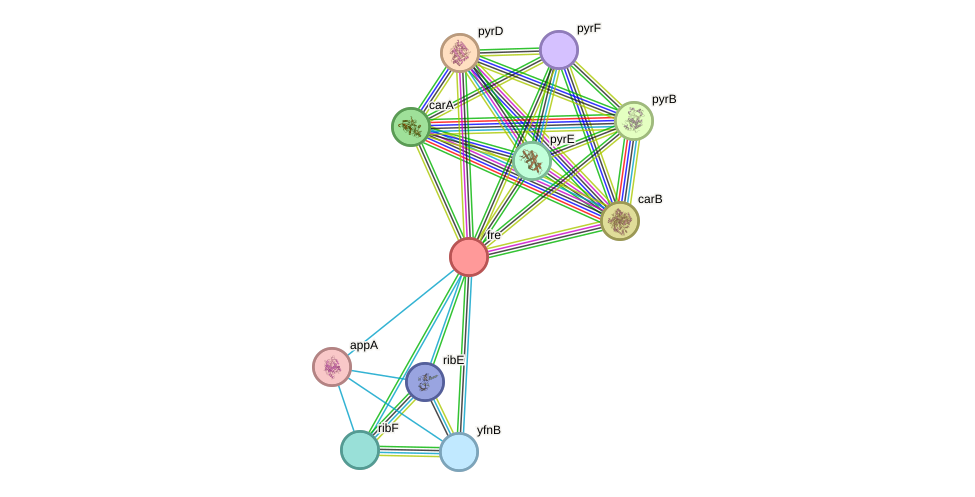 STRING protein interaction network