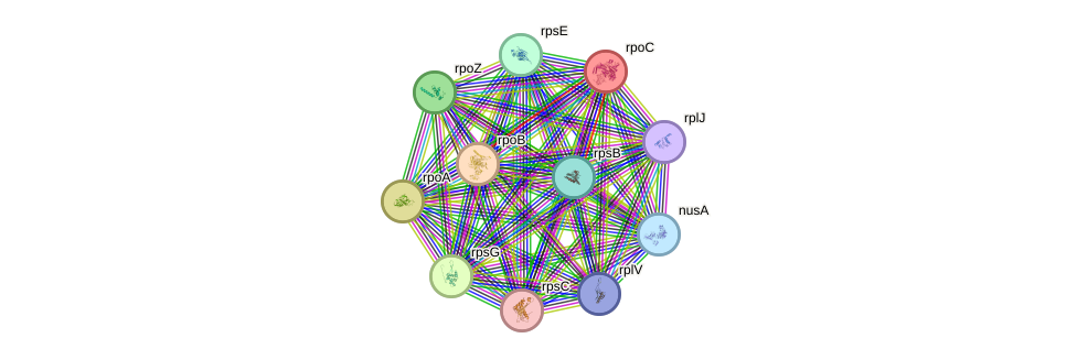 STRING protein interaction network