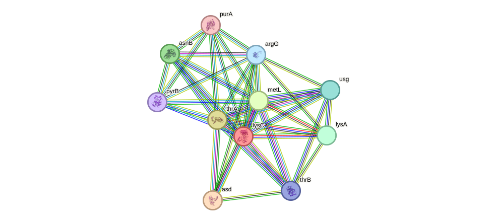 STRING protein interaction network