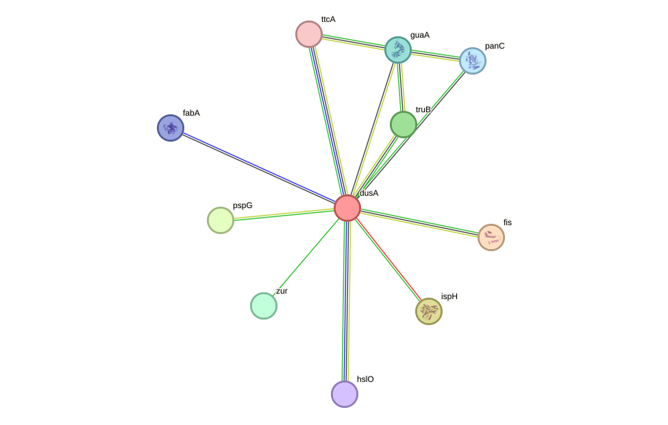 STRING protein interaction network