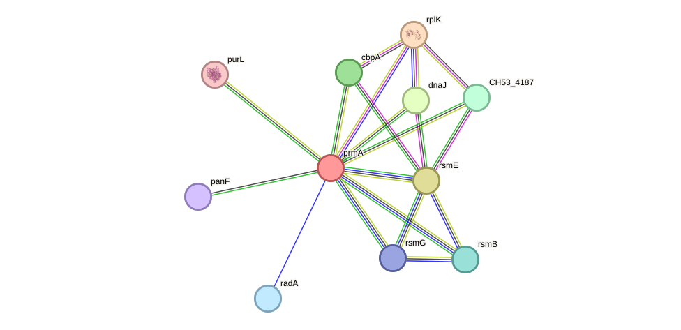 STRING protein interaction network