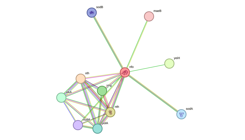 STRING protein interaction network