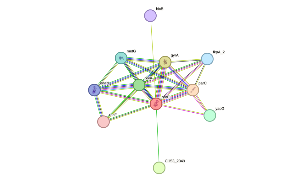STRING protein interaction network