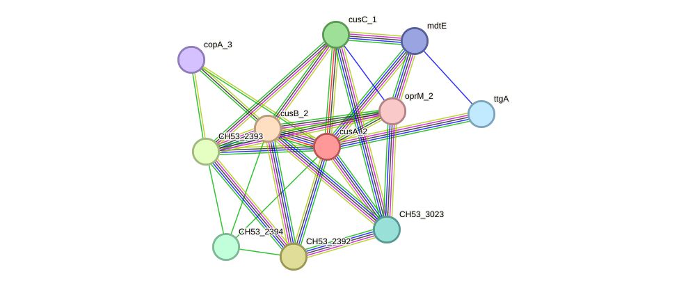 STRING protein interaction network