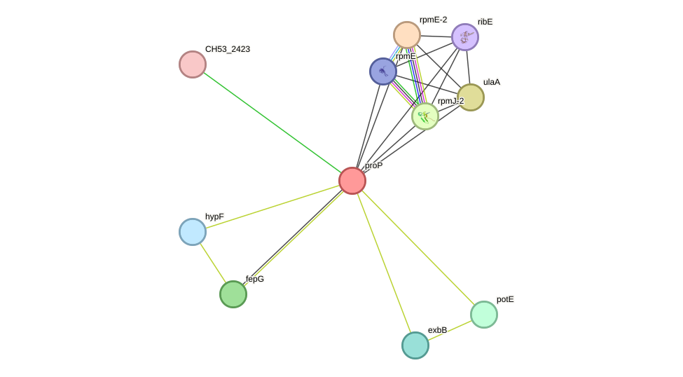 STRING protein interaction network