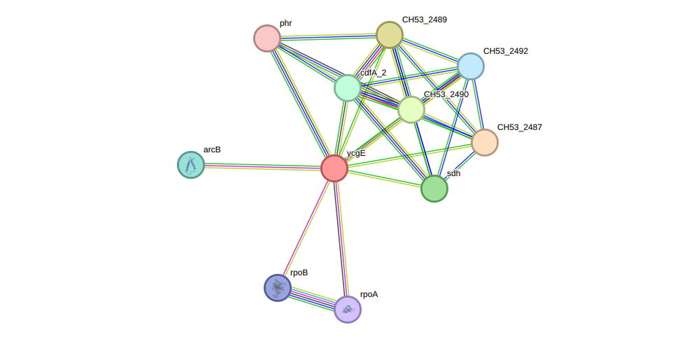 STRING protein interaction network
