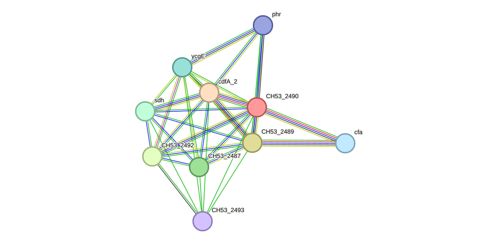 STRING protein interaction network
