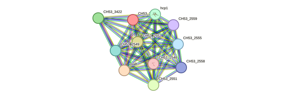 STRING protein interaction network