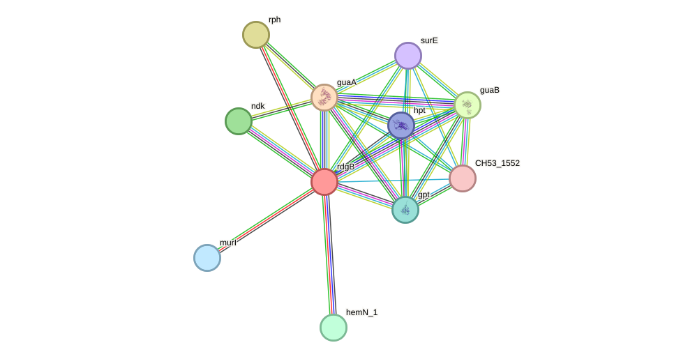 STRING protein interaction network