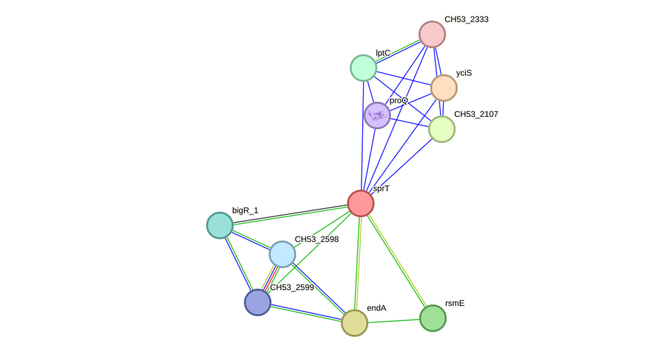 STRING protein interaction network