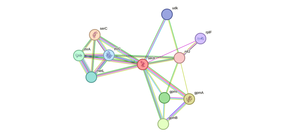 STRING protein interaction network